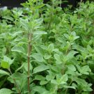 Oregano Italian Heirloom Seeds Medicinal & Culinary Herb 200 Seeds Fresh Garden