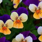 Viola Johnny Jump Up 250 Fresh Seeds Medicinal Flower (Viola Tricolor) Fresh Garden