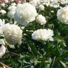 250 Seeds White Cloud Peony Poppy Papaver Peoniflorum Flower Fresh Garden