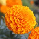 Marigold French Petite 100 Seeds Easy To Grow Non Gmo (Tagetes Patula) Fresh Garden