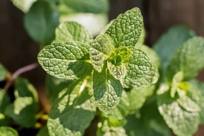 Mint Common Heirloom Seeds Medicinal & Culinary Herb Gmo Free 100 Seeds Fresh Garden