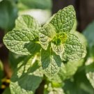 Mint Common Heirloom Seeds Medicinal & Culinary Herb Gmo Free 100 Seeds Fresh Garden