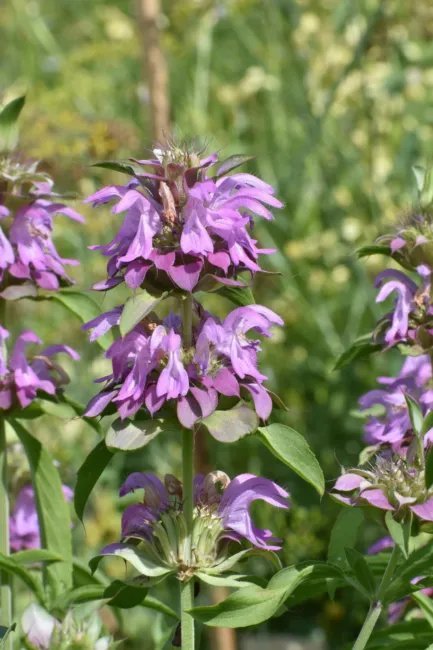 Bee Balm Lemon Mint Bergamot Heirloom Seeds 100 Seeds Fresh Garden