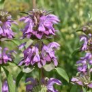 Bee Balm Lemon Mint Bergamot Heirloom Seeds 100 Seeds Fresh Garden