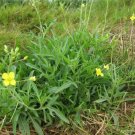 Arugula Wild Heirloom Seeds Medicinal & Culinary Herb Nongmo Fresh Garden