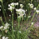 Chives Garlic 250 Seeds Culinary Medicinal & Decorative Herb Heirloom Fresh Garden