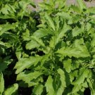 Epazote Mexican Tea Culinary & Medicinal Herb Gmo Free (Dysphania Ambrosio Fresh Garden