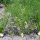Fennel Florence 200 Seeds Heirloom Culinary & Medicinal Herb Fresh Garden