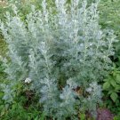 Wormwood Heirloom Seed Medicinal Herb & Herbal Tea(Artemisia Absinthium) Fresh Garden