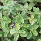 Heirloom Greek Oregano Seeds Origanum Vulgare 500 Seeds Fresh Garden