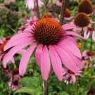 Coneflower Purple (Echinacea) 100 Seeds Heirloom Medicinal Herb Fresh Garden