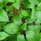 Basil Thai Sweet Heirloom Seeds Non Gmo 250 Seeds Fresh Garden
