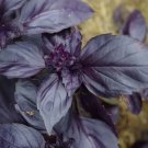 Basil Dark Opal Purple 250 Seeds Heirloom Culinary & Medicinal Herb Fresh Garden