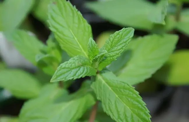Spearmint Medicinal & Culinary Herb Heirloom Herb Seeds Fresh Garden