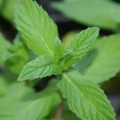 Spearmint Medicinal & Culinary Herb Heirloom Herb Seeds Fresh Garden