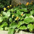 Toothache Plant Heirloom Seeds Medicinal Herb Gmo Free 50 Seeds Fresh Garden