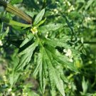 Mugwort Heirloom Seeds Medicinal Herb Non Gmo Artemisia Vulgaris 100 Seeds Fresh Garden