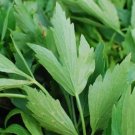 Heirloom Lovage Herb Seeds Levisticum Officinale 50 Seeds Fresh Garden