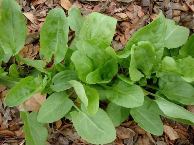 Sorrel Heirloom Seeds Culinary Herb Salad Greens 400 Seeds Fresh Garden