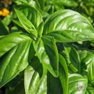 Basil Sweet (Common Basil) 250 Seeds Heirloom Culinary & Medicinal Herb Fresh Garden