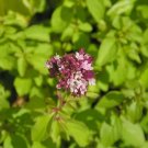 500 Seeds Oregano Origanum Vulgare Herb Purple Butterfly Flower Fresh Garden