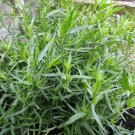 Tarragon Seeds Artemisia Dracunculus 300 Seeds Fresh Garden