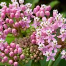 Milkweed Swamp Pink 100 Seeds Monarch Butterfly Plant Asclepias Incarnata Fresh Garden