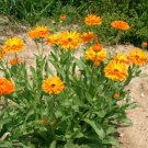 Calendula Pacific Beauty 100 Seeds Heirloom Culinary & Medicinal Flower Fresh Garden