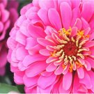 250 Luminosa Pink Zinnia Elegans Flower Seeds Fresh Garden
