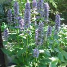 Hyssop Anise (Licorice Mint) 200 Seeds Heirloom Flower Fresh Garden