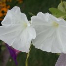 Night Blooming Morning Glory Moonflower Seeds Heirloom Vine 25 Seeds Fresh Garden