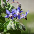 Borage Blue 100 Seeds Heirloom Culinary & Medicinal Herb Non Gmo Fresh Garden