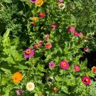 Zinnia California Giant 100 Seeds Heirloom Flower Large Blooms Fresh Garden
