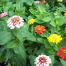 Zinnia Lilliput 200 Seeds Heirloom Flower Easy To Grow Semi Dwarf Variety Fresh Garden