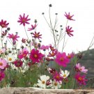 350 Cosmos Sensation Mix Mixed Colors Cosmos Bipinnatus Flower Seeds Fresh Garden