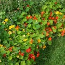 50 Mixed Colors Dwarf Jewel Nasturtium Tropaeolum Minus Flower Seeds Fresh Garden