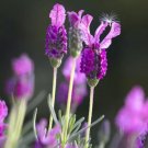500 Seeds True English Lavender Vera Lavandula Angustifolia Vera Herb Purple Fresh Garden