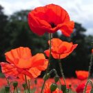 1000 Seeds Red American Legion (Corn / Shirley / Flanders) Poppy Fresh Garden