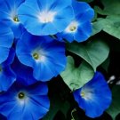 Morning Glory Heavenly Blue 100 Seeds Heirloom Vine Brilliant Blue Blooms Fresh Garden