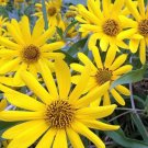 250 Maximilian (Prairie) Sunflower Helianthus Maximiliani Flower Seeds Fresh Garden