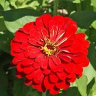 Cherry Queen Zinnia 200 Seeds Red Zinnia Elegans Giant Fresh Garden