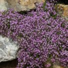 Soapwort Rock Seeds Heirloom Groundcover (Saponaria Ocymoides) 100 Seeds Fresh Garden