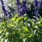 Sage Blue Mealy Sage Heirloom Seeds Open Pollinated Gmo Free Fresh Garden