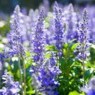 Hyssop Blue 200 Seeds Culinary & Medicinal Herb Non Gmo Fresh Garden