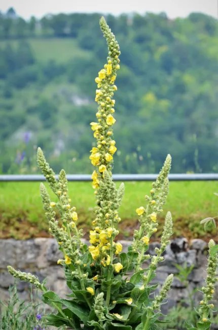 Mullein Common Heirloom Seeds Medicinal Herb Seeds Non Gmo Fresh Garden