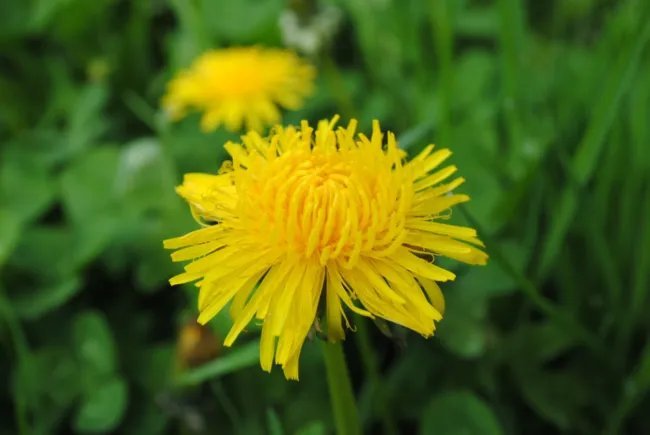 Dandelion True Heirloom Seeds Culinary Herb Gmo Free (Taraxacum Officinal Fresh Garden