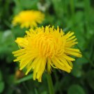 Dandelion True Heirloom Seeds Culinary Herb Gmo Free (Taraxacum Officinal Fresh Garden