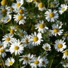 Chamomile German 400 Seeds Medicinal Herb And Teas Gmo Free Fresh Garden