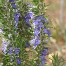 Rosemary Heirloom Seeds Medicinal & Culinary Herb Gmo Free Fresh Garden