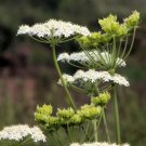 Anise Heirloom Seeds Medicinal & Culinary Herb Nongmo (Pimpinella Anisum) Fresh Garden